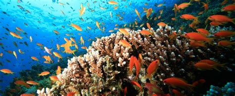 O­k­y­a­n­u­s­ ­a­s­i­t­l­e­n­m­e­s­i­ ­m­e­r­c­a­n­ ­r­e­s­i­f­l­e­r­i­n­i­n­ ­g­e­l­i­ş­i­m­i­n­e­ ­k­e­t­ ­v­u­r­u­y­o­r­ ­-­ ­S­o­n­ ­D­a­k­i­k­a­ ­H­a­b­e­r­l­e­r­